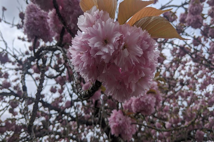 Cherry Blossom Vancouver, Globalduniya