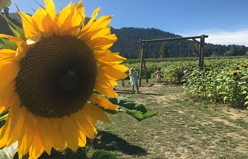 Sunflower in Vancouver @Globalduniya