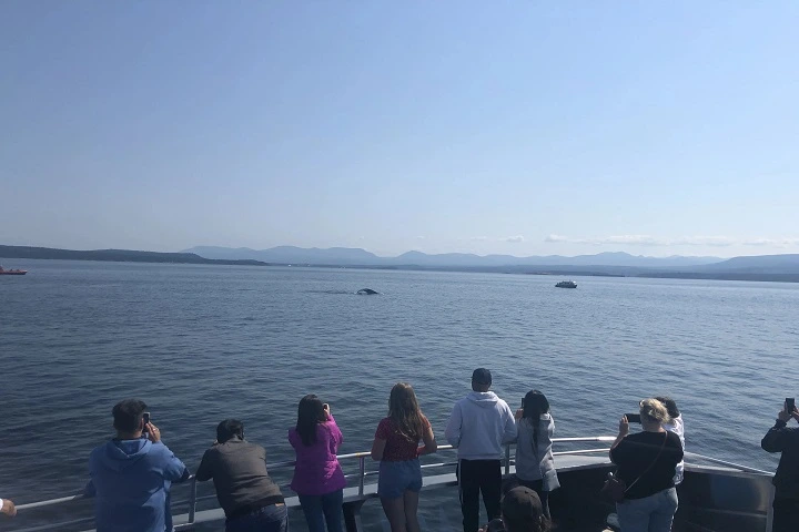 Vancouver whale watching adventure @Globalduniya 