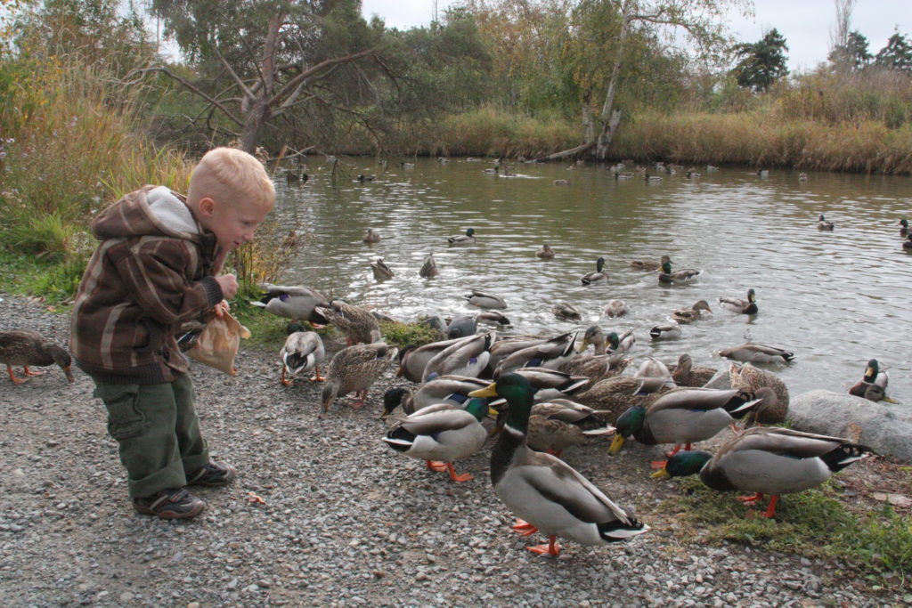 Vancouver family day trip to Migratory Bird Sanctuary@Globalduniya