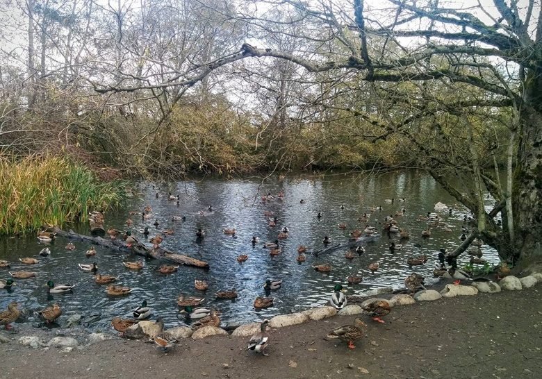 Vancouver family day trip to Migratory Bird Sanctuary@Globalduniya